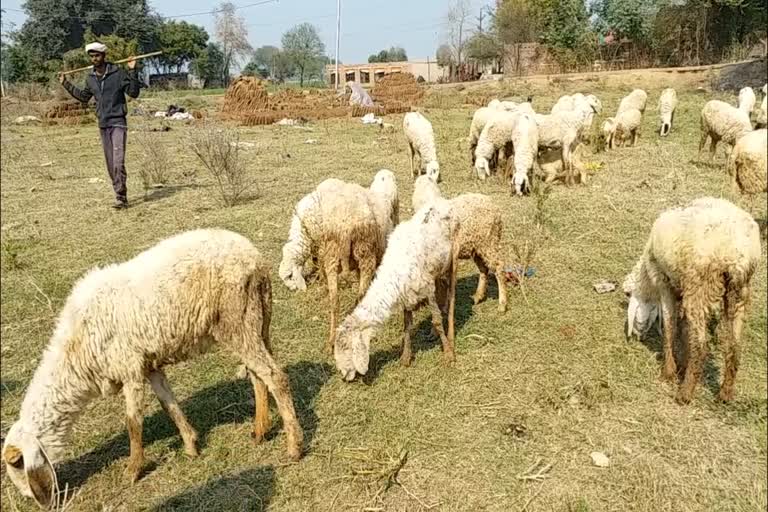 Sheep died due to unknown disease