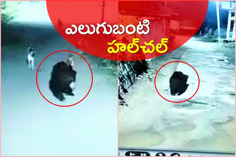 BEAR WANDERING ON MID NIGHT AT CCPALLI IN SIDDIPET DISTRICT