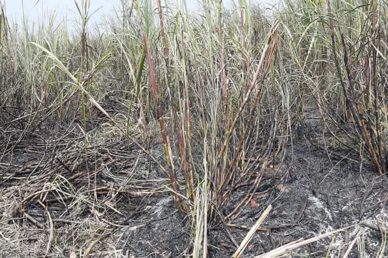 9 acres of sugar cane burn in short circuit