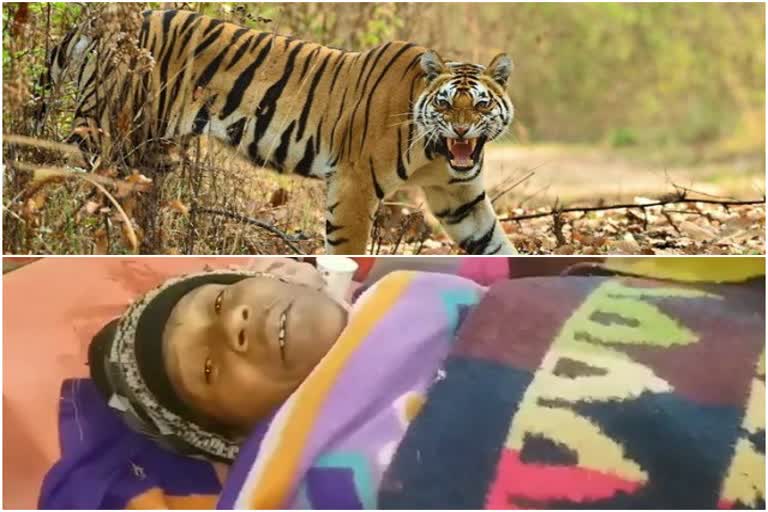 Tiger attack, Latehar Forest Department, Latehar Sadar Hospital, fight with tiger in latehar, बाघ का हमला, लातेहार वन विभाग, लातेहार सदर अस्पताल, बाघ से लड़ाई