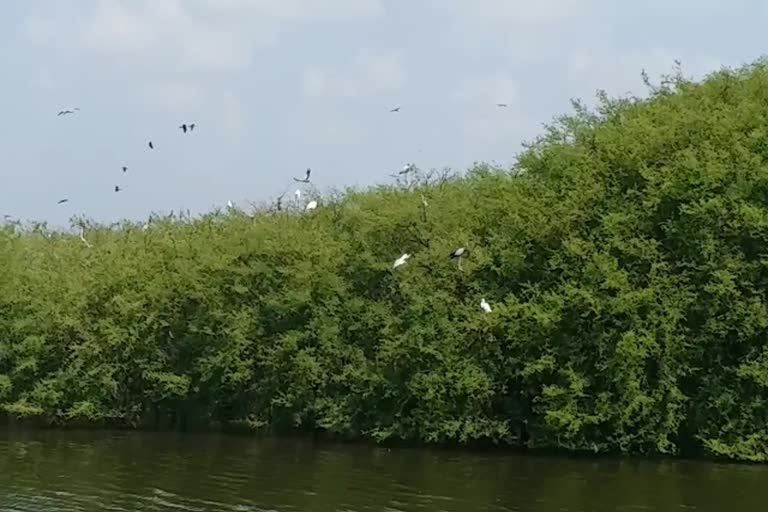 birds visit increase in Ramanathapuram bird sanctuaries