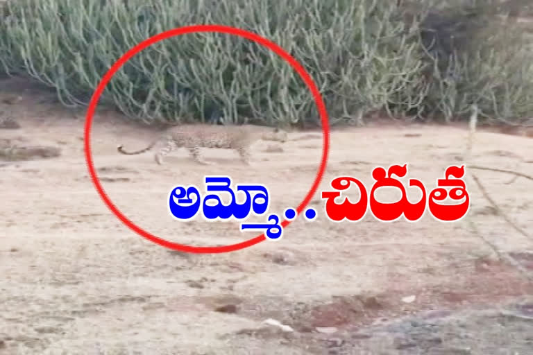 leopard-wandering-at-rajanna-sircilla-district