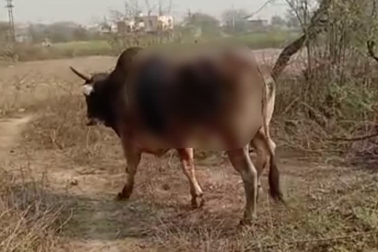 सांड पर फेंका तेजाब,  Acid thrown on bull