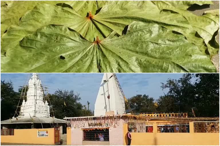 Palamu leaf is exported to South India