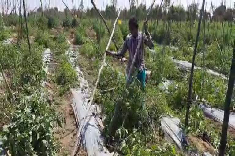 crop destroyed by elephant attacks in kolar