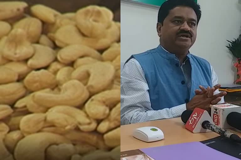 Cashew farming will also be done in Madhya Pradesh