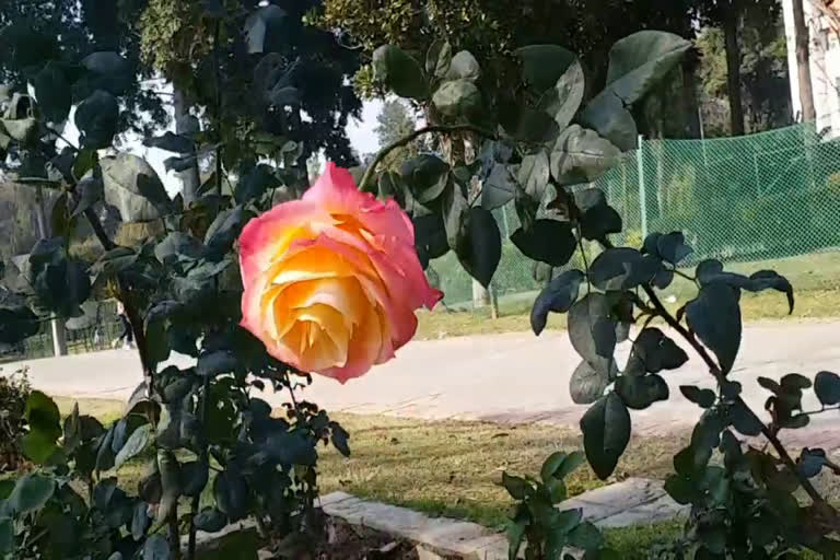 chandigarh rose festival