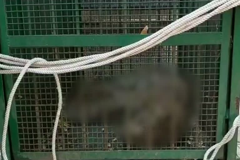 डूंगरपुर की खबर, injured panther died