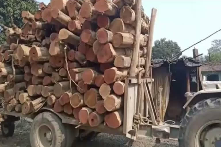 wood smuggling in haldwani.