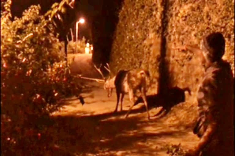 sambar-deer-come-to-city-at-madikeri