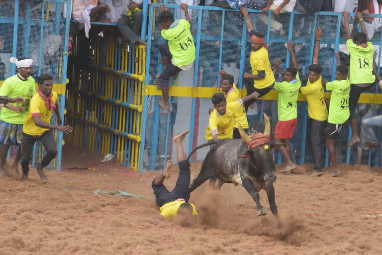 thirunallur jallikattu