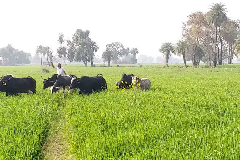 गोवंश से परेशान हुए किसान