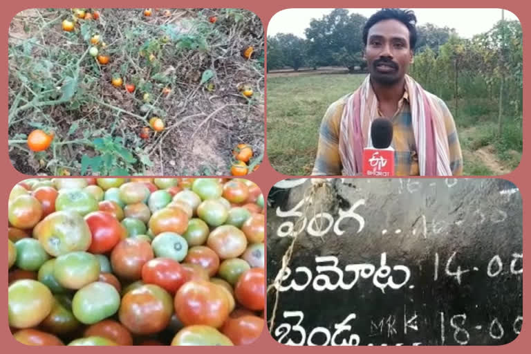 కూలి కూడా రావడం లేదండూ టమాటా రైతుల ఆందోళన