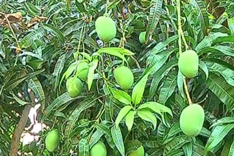 mango producers ratnagiri, ratnagiri mango