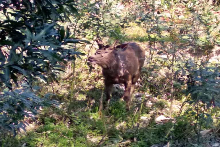 Dogs attacked Sambhar who wandered from the forest in Kawardha