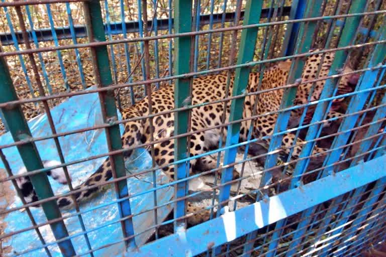 leopard caught in a Bone in Thumkur