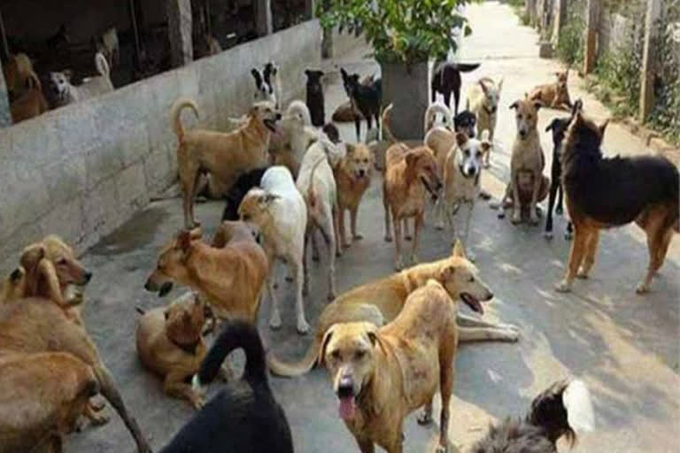 residents of ghaziabad are disturbed by the terror of stray dogs