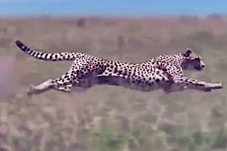 चित्ता, cheetah