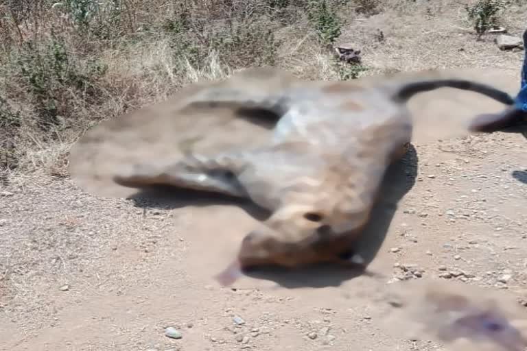 Suspect leopard's body found