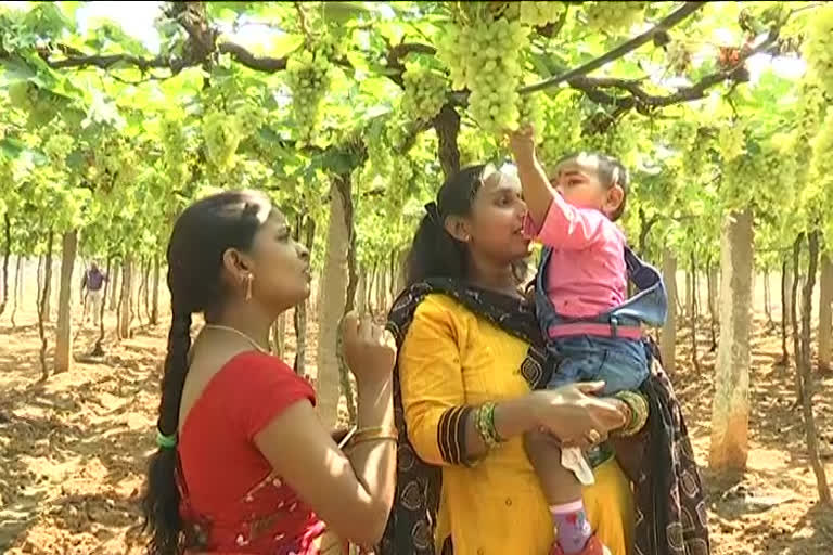 people-enjoy-the-grape-festival-which-is-held-in-rajendranagar-hyderabad