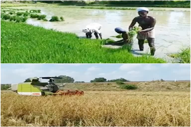 farmers, காவிரி டெல்டா, பாதுகாக்கப்பட்ட வேளாண் மண்டலம்,