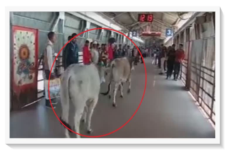 cow enters in to bhopal railway station