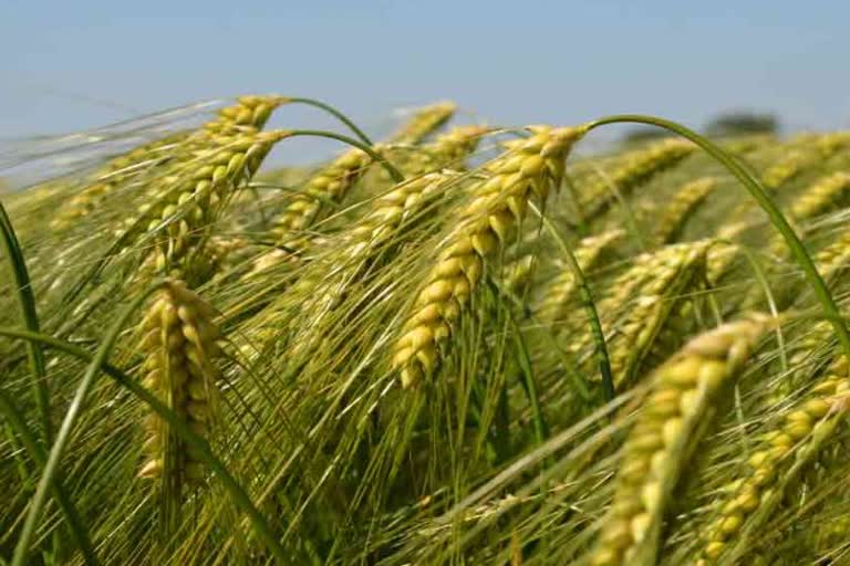 Yellow rust disease in wheat in gohana