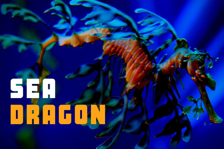 Sea dragon