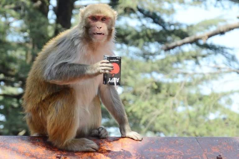 kill monkeys in Himachal is illegal from 14 feb