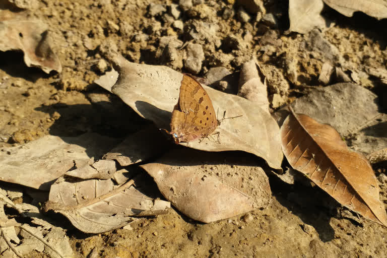 butterfly, Nambor Wildlife sanctuary