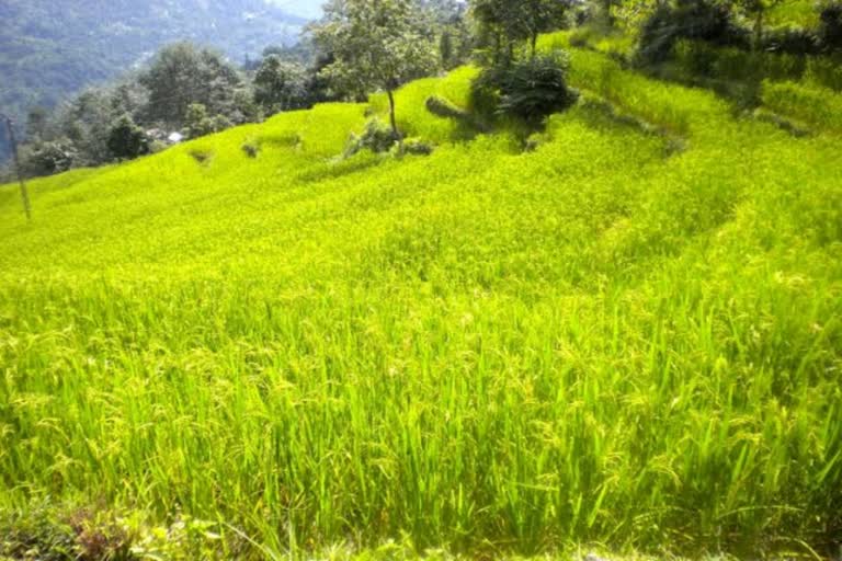 ramlal markanda on natural farming