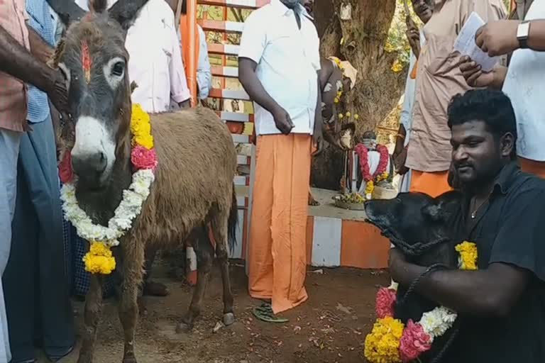 Donkey dog marriage