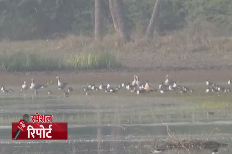 डूंगरपुर बर्ड फेयर, Dungarpur Bird Fair