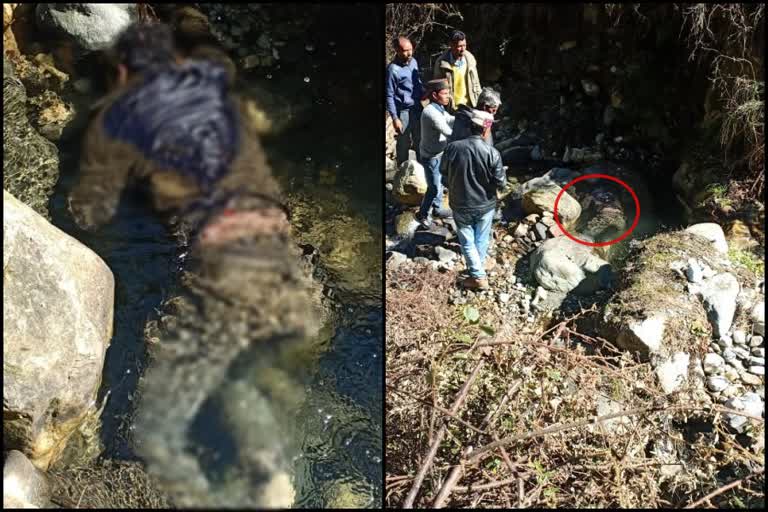 dead body found in jibhi river