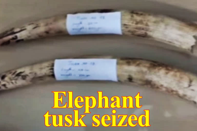 Elephant tusks seized