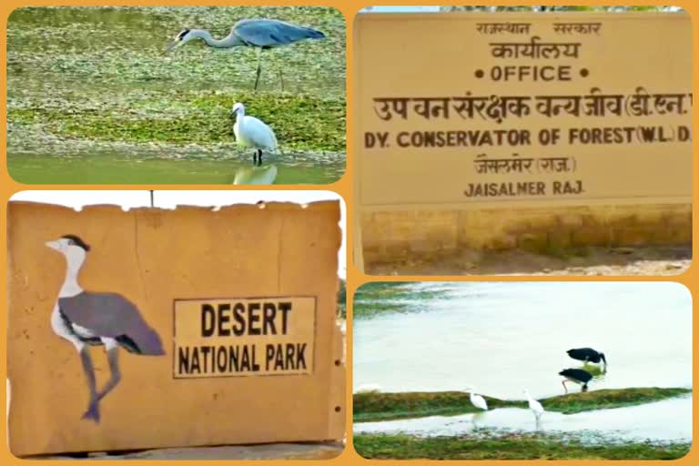 migratory birds in Jaisalmer, जैसलमेर में पक्षी पर्यटन