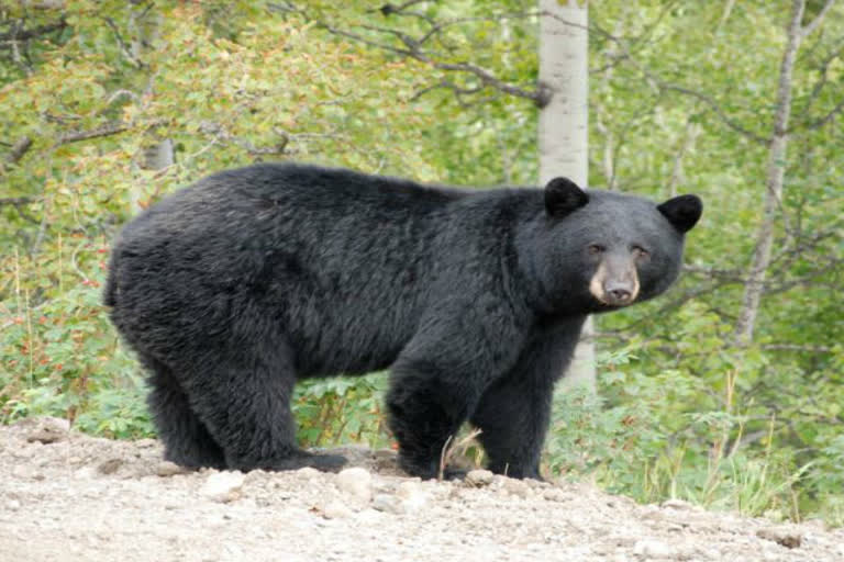 bear-killed-18-goats-entering-the-enclosure-in-bageshwar