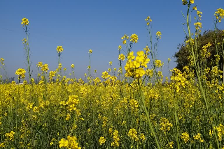 mustard crop in farms of gohana