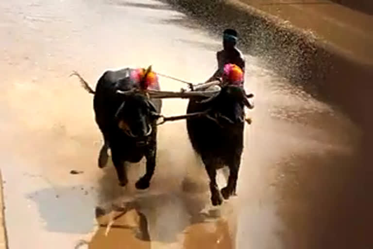 കര്‍ണാടക സ്വദേശി  ശ്രീനിവാസ ഗൗഡ  കംബാള  ഉസൈൻ ബോൾട്ട്  ഉസൈൻ ബോൾട്ടിനേക്കാൾ വേഗം  Srinivasa Gowda  Usain Bolt  kambala