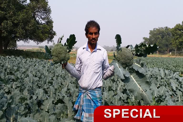 Broccoli cultivation in Pakur