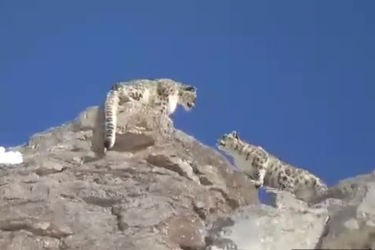 Snow leopard