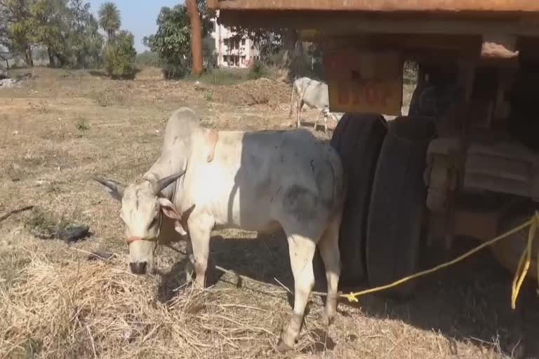 Bull smuggling pick up van seized in baisinga 14th nh