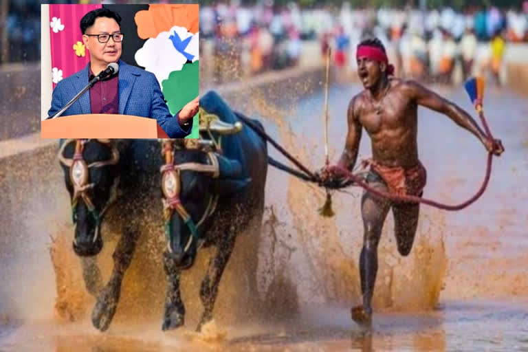 kambala