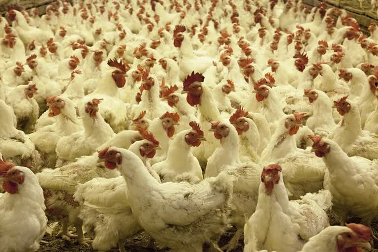 Indian poultry industry