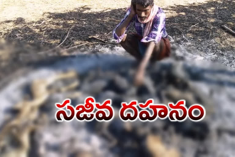 The lambs burned alive at Nilareddipalli in ananthaputam