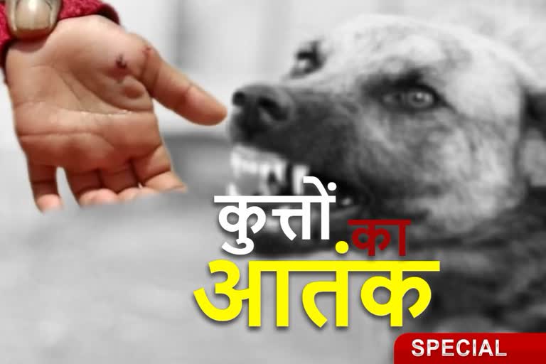 Dogs panic in Chatra, dogs bite many people in Chatra, Municipal Corporation Chatra, Chatra Sadar Hospital, चतरा में कुत्तों का आतंक, चतरा में कुत्तों ने कई लोगों को काटा, नगर निगम चतरा, चतरा सदर अस्पताल