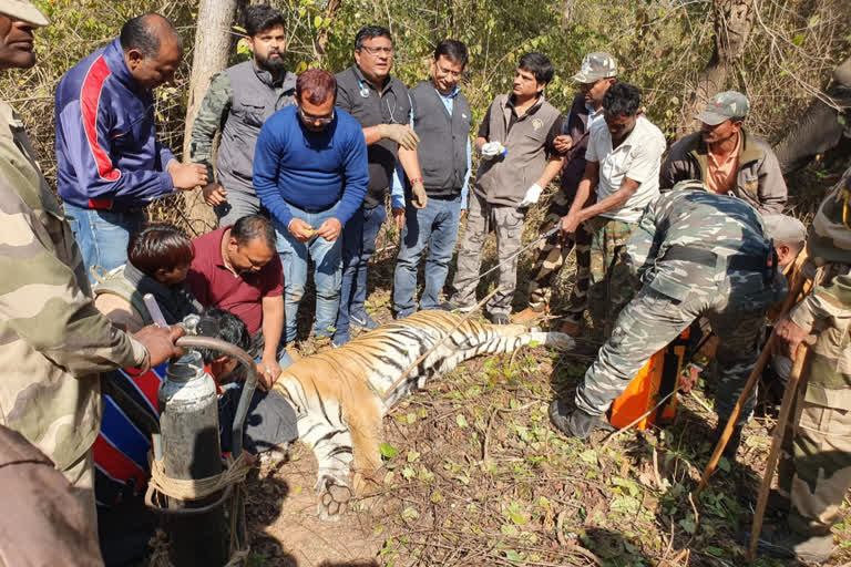 P-213 (22) Changed caller ID by tranquilizing tigress in satna