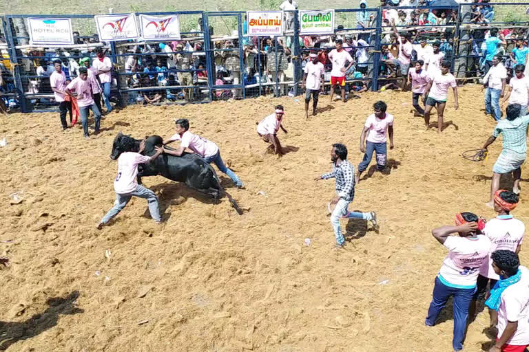 jallikkattu