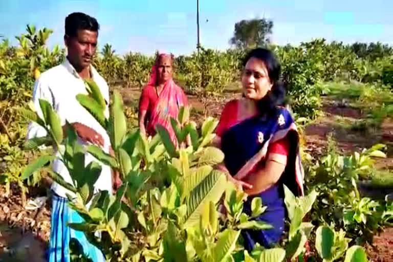 visit-to-the-farmers-land-from-the-chief-operating-officer-of-the-district-panchayat-in-bhagalkote