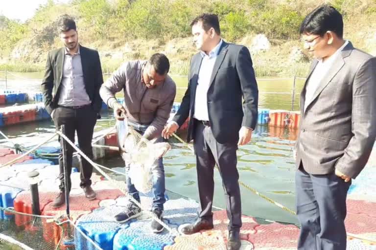 Fish farming being done in Kenapara of Surajpur